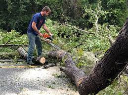 How Our Tree Care Process Works  in  Roxana, IL
