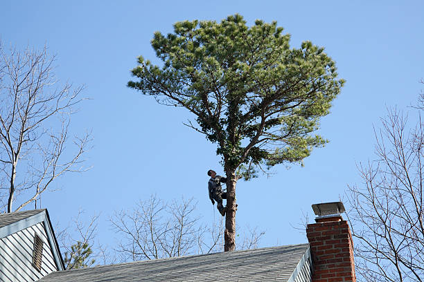 Best Palm Tree Trimming  in Roxana, IL