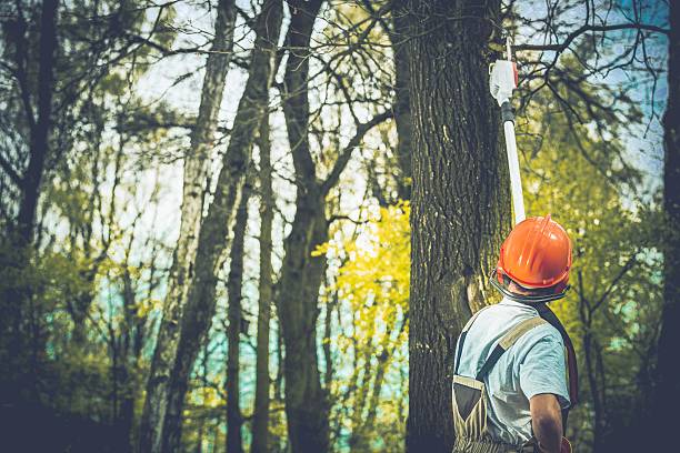 Best Tree Risk Assessment  in Roxana, IL